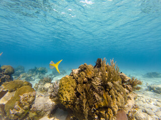 Yellowtail Snapper Swim Over Underwater Coral Reef On Sandy Seabed With Clear Turquoise Water  At Sunny Summer.