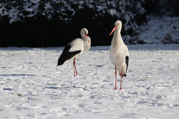 pair of storks looking for food in the snowy grass
