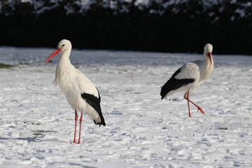 pair of storks looking for food in the snowy grass