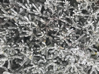 white-silver small twigs of cotton lavender, closeup. Selective focus