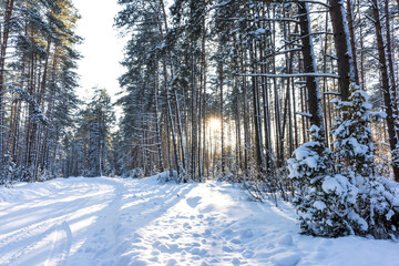 beautiful sunset in the winter forest, natural background with snow in the forest