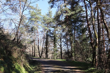 Obraz premium Chemin forestier, ville de Bas en Basset, département de la Haute Loire, France