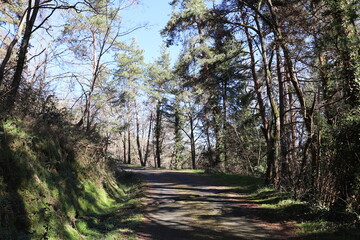 Fototapeta premium Chemin forestier, ville de Bas en Basset, département de la Haute Loire, France