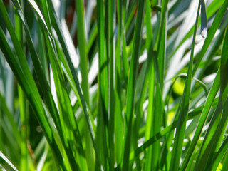 Background green beautiful grass in the forest or garden in good sunny weather macro photo