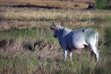 Fototapeta premium A Female cow in the rice field