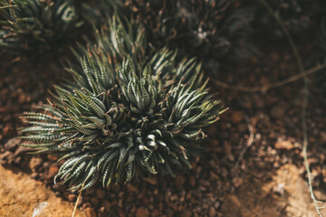 Zebra plant in Queen Sirikit Botanical Garden