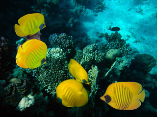 Fototapeta na wymiar Underwater image of coral reef and School of Masked Butterfly Fish