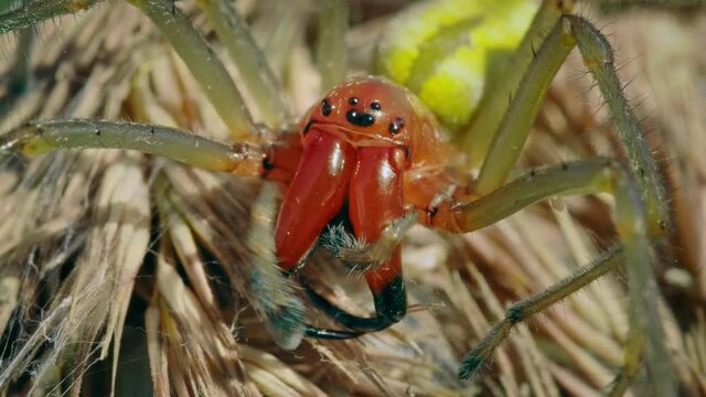 European venomous yellow sac spider Cheiracanthium punctorium cleaning itself