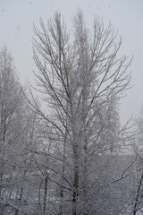 Snowfall in winter overcast day. Trees are covered by fresh snow.