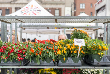 Flowers and plants on a sttreet market in New York