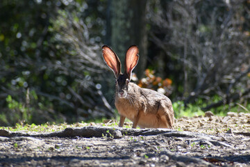 Cute Black Tailed Jack Rabbit Resting In A Secluded Meadow In Northern California 