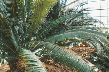 Sago palm in Queen Sirikit Botanical Garden