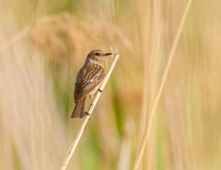 European stonechat, Saxicola rubicola. A female bird sits on a cane stalk