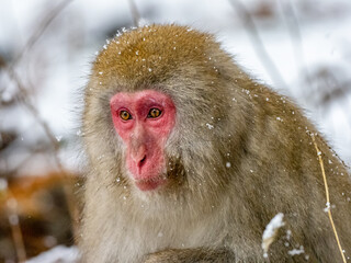 Adult Japanese macaque sits in the snow 1