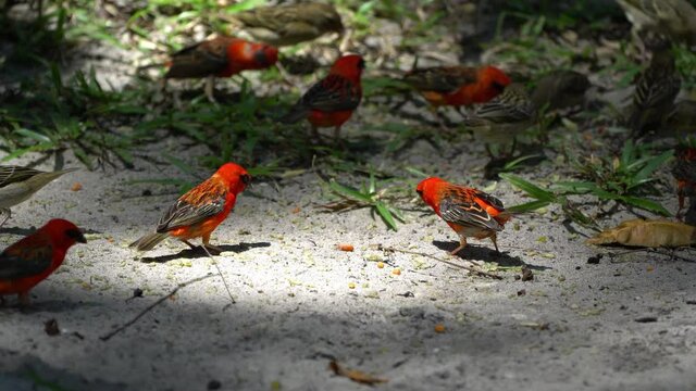 Madagasca Fody or Red Fody (Foudia madagascariensis) Seychelles