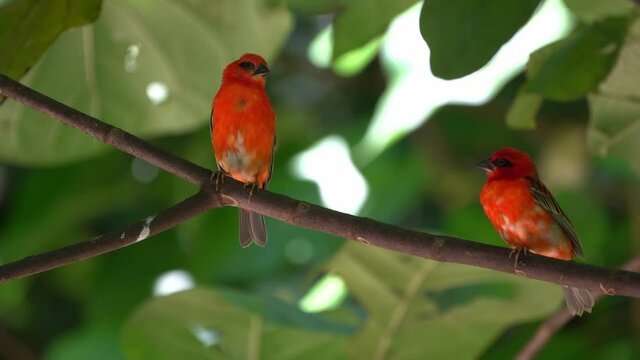 Madagasca Fody or Red Fody (Foudia madagascariensis) Seychelles