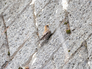 Long-tailed rosefinch on roadside wall 1