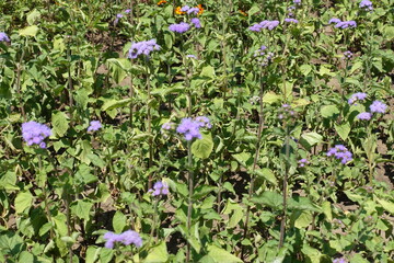 Flossflower in full bloom in early July