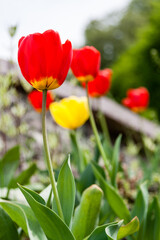 Blooming with colorful tulips