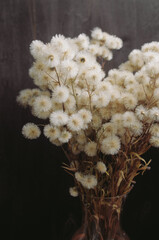 fluffy dried flowers