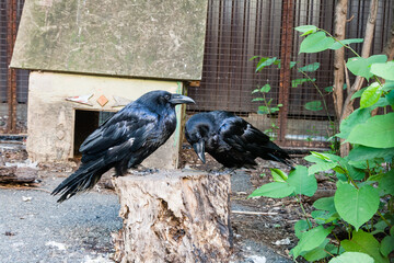 Fototapeta premium Beautiful black crows sit on a stump