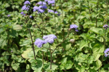 Inflorescence of lavender colored Ageratum houstonianum in July
