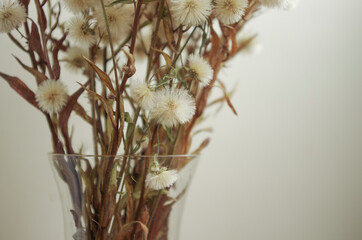 fluffy dried flowers