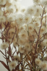 fluffy dried flowers
