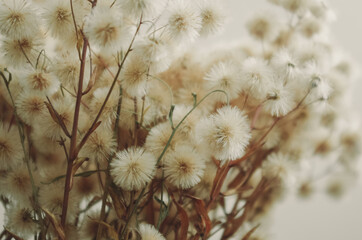 fluffy dried flowers