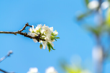 Beautiful Chinese Oriental Plum blooming in white color in spring.