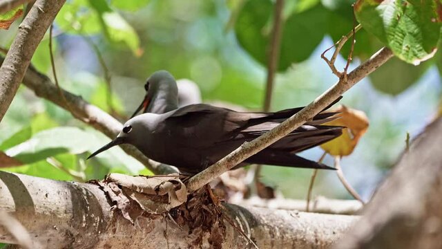 Brown Noddy or Common Noddy (Anous stolidus)