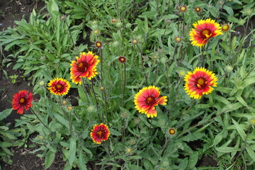 Red and yellow flowers of Gaillardia aristata in May