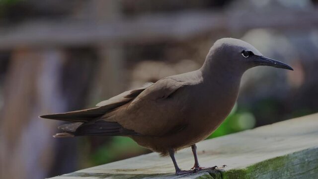 Brown Noddy or Common Noddy (Anous stolidus)