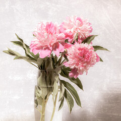 Bouquet of beautiful fresh gentle pale pink peonies in transparent glass vase on light grey with low contrast.