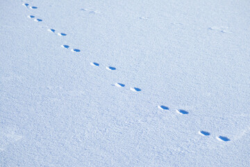 Animal footprints on white snow, top view.
