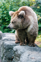 Obraz premium A bear on the shore of a lake