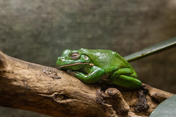 A green toad sits on a  branch