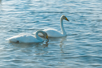 Swans in the sun swimming in water in a lake