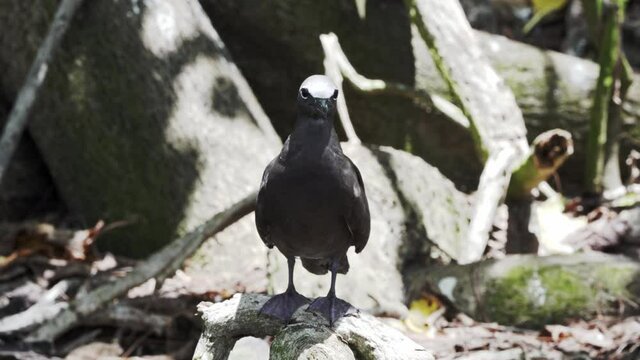 Brown Noddy or Common Noddy (Anous stolidus)