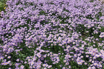 Lots of violet flowers of Erigeron speciosus in June