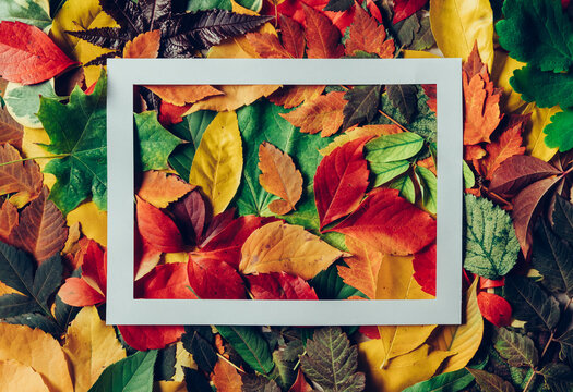 Colorful Autumn Leaves Background With White Frame.
Colorful Autumn Foliage, Fall Mood, Changing Seasons Concept