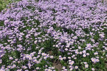 Many violet flowers of Erigeron speciosus in June