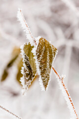 Winter leaves covered with snow and hoarfrost