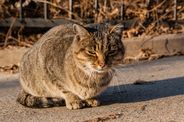 Naklejka na ściany i meble The street cat is heated in the sun's rays