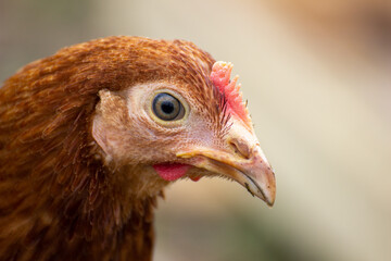 portrait of a chicken