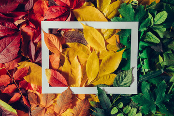 Colorful autumn leaves with white frame.
Colors of the fall- different leaves in all colors....