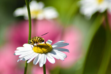 Obraz premium wasp sits on a daisy in the garden