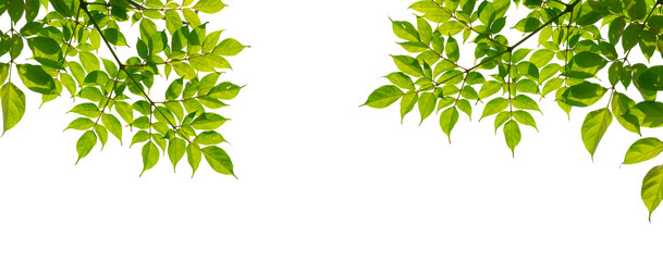 Obraz premium green leaves isolated on white background