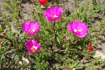 Fototapeta premium Bright pink and red flowers of Portulaca grandiflora in July