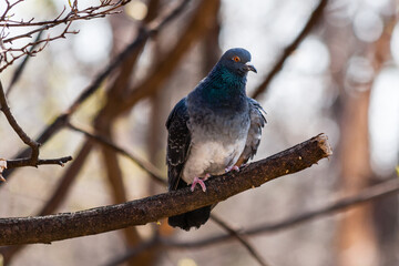 Pigeon sits on a branch